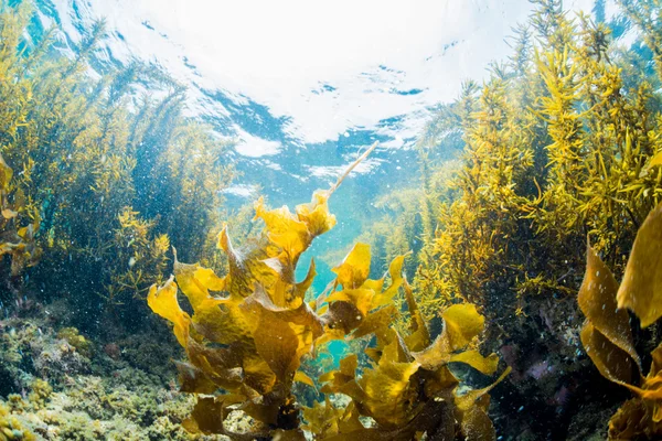 Foresta di alghe marine — Foto Stock