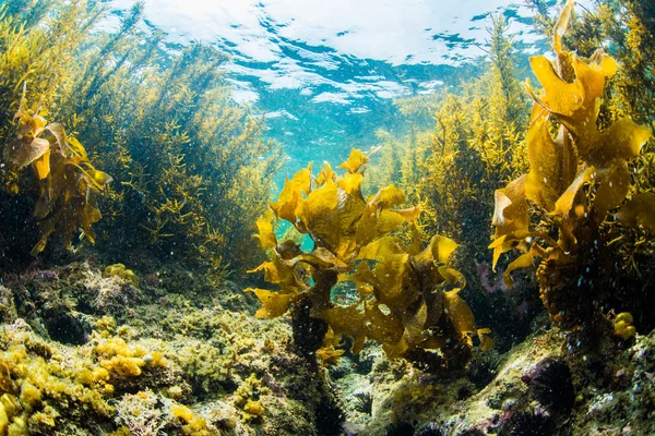 Foresta di alghe marine — Foto Stock