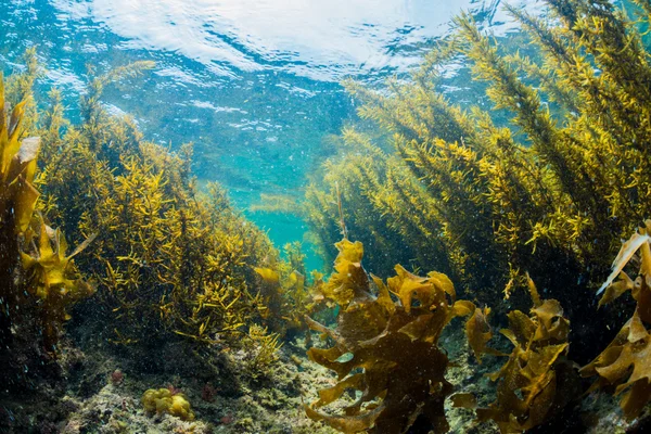 Морские водоросли — стоковое фото