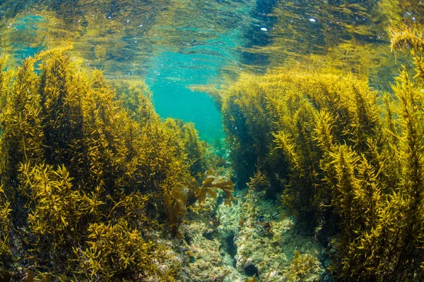 Ліс водоростей — стокове фото