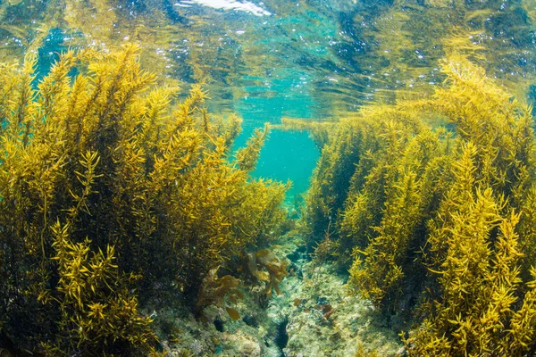 Ліс водоростей — стокове фото