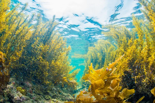 Foresta di alghe marine — Foto Stock