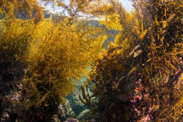 Лес водорослей в Хаяме — стоковое фото
