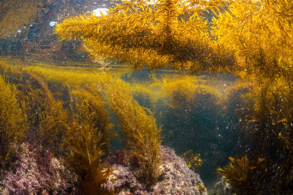 Ліс водоростей у Hayama — стокове фото