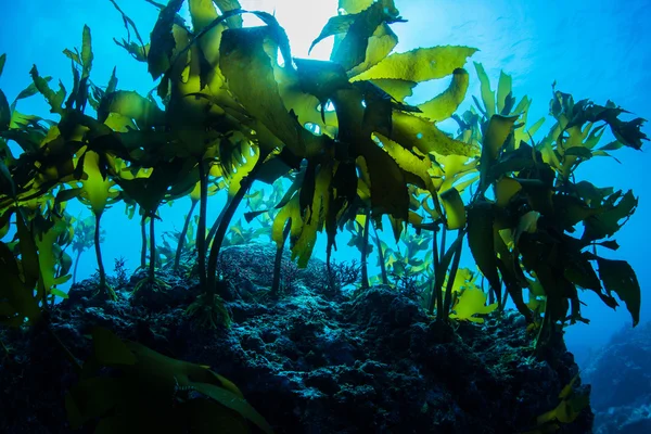 Floresta de algas marinhas — Fotografia de Stock