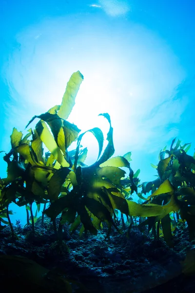 Forest of Seaweed — Stock Photo, Image