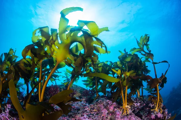 Bosque de algas marinas — Foto de Stock