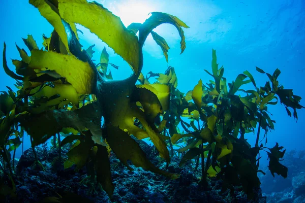 Floresta de algas marinhas — Fotografia de Stock