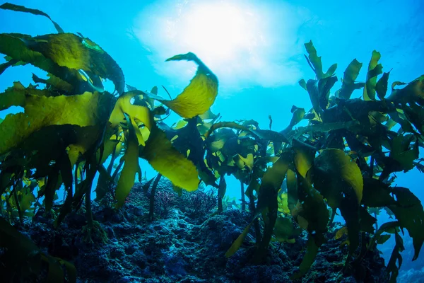 海藻の森 — ストック写真