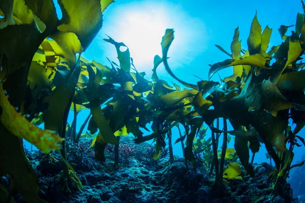 Foresta di alghe marine — Foto Stock