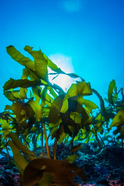 Foresta di alghe marine — Foto Stock