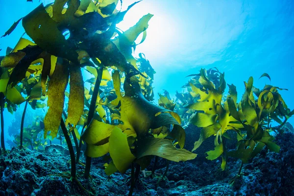 Forest of Seaweed — Stock Photo, Image