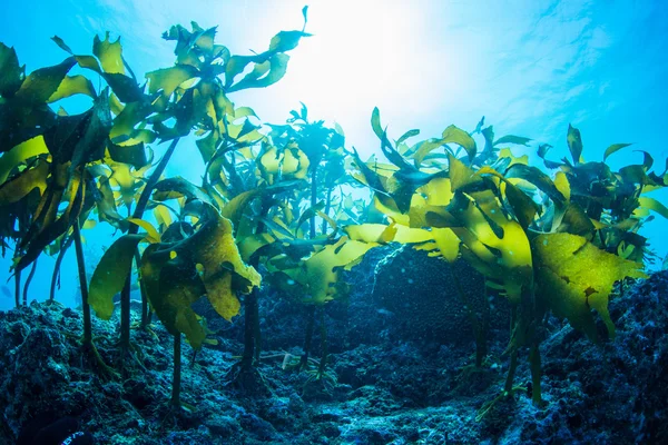 Forest of Seaweed — Stock Photo, Image