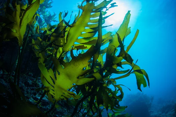 Foresta di alghe marine — Foto Stock