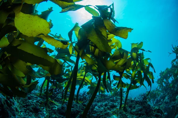 Floresta de algas marinhas — Fotografia de Stock