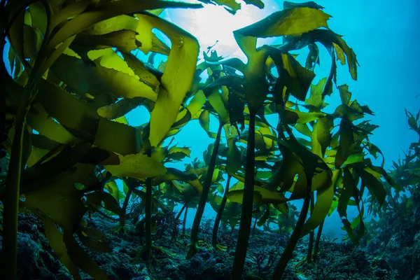 Foresta di alghe marine — Foto Stock