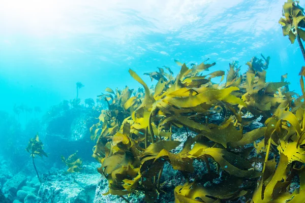 Floresta de algas marinhas — Fotografia de Stock