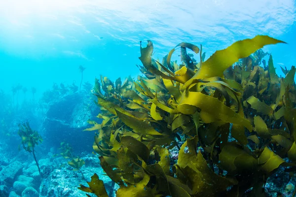 Foresta di alghe marine — Foto Stock