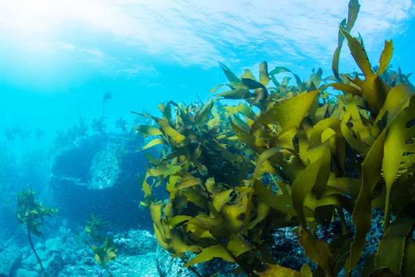 Foresta di alghe marine — Foto Stock