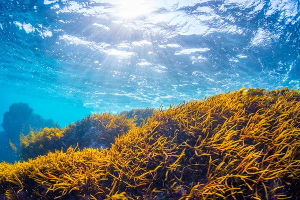 Foresta di alghe marine — Foto Stock