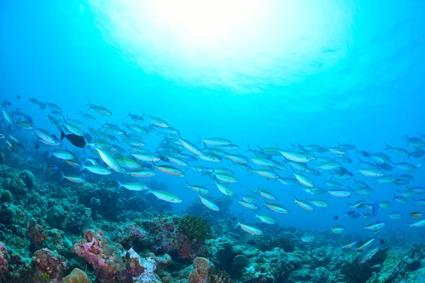 School of fish in Maldivian sea