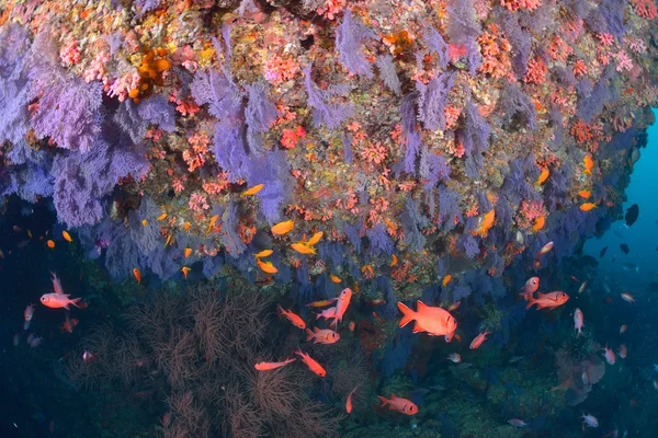 Softcoral and soldierfish — Stock Photo, Image