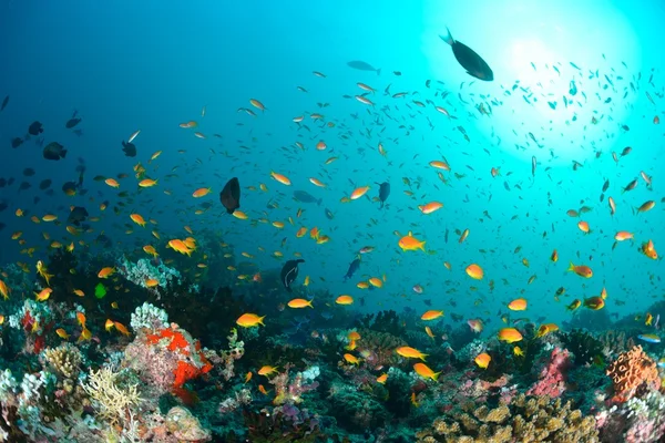 Escuela de Anthias — Foto de Stock