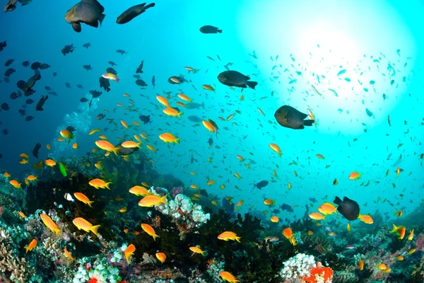 Scuola di Anthias — Foto Stock