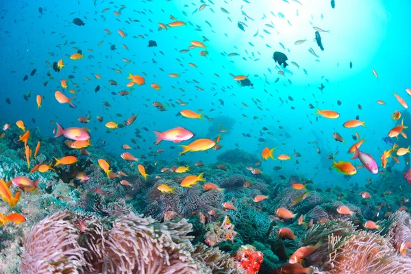 Colônia de Maldivas Anemonefish — Fotografia de Stock