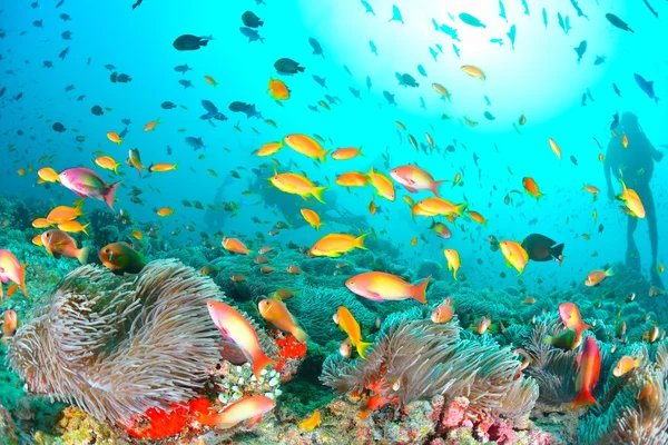 Colonia de Maldivas Anemonefish — Foto de Stock