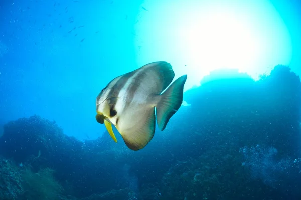 Batfish nel mare delle Maldive — Foto Stock