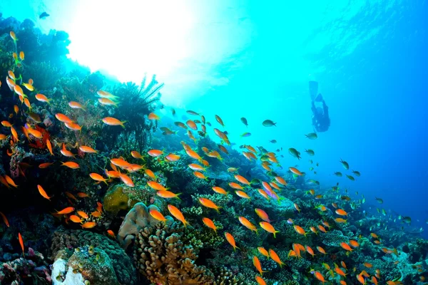 Escuela de Anthias — Foto de Stock