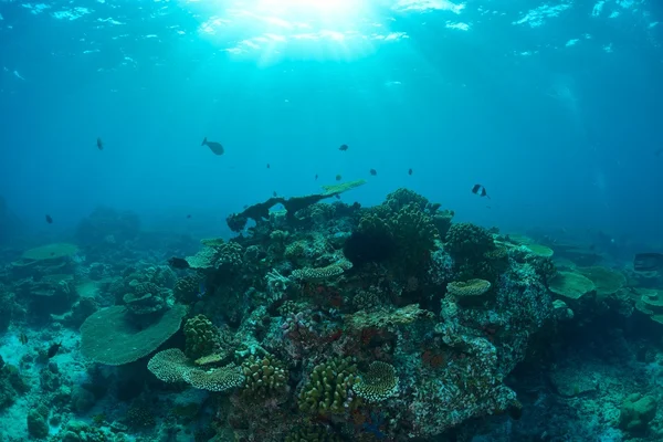 Grand jardin de corail — Photo