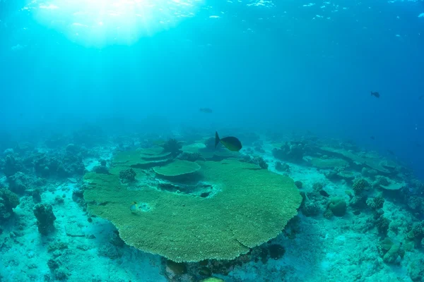 Огромный коралловый сад — стоковое фото