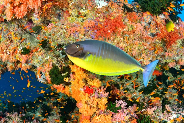 Bellissimo corallo molle nel mare Malidiviano — Foto Stock
