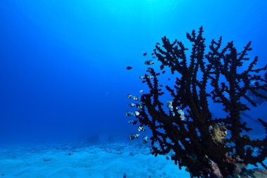 Retiküle dascyllus ve mercan