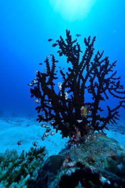 Retiküle dascyllus ve mercan
