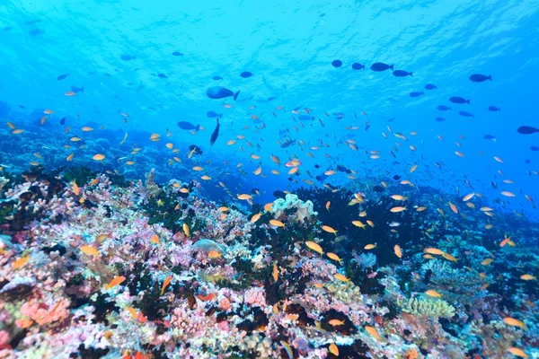 Scuola di goldie mare — Foto Stock