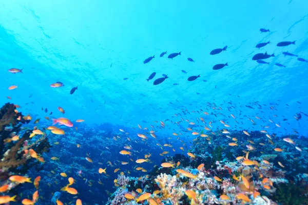 Escuela de goldie de mar — Foto de Stock