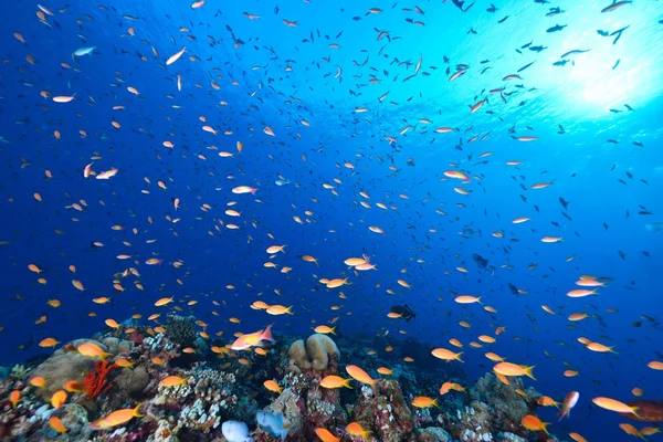 海の学校のゴールディ — ストック写真