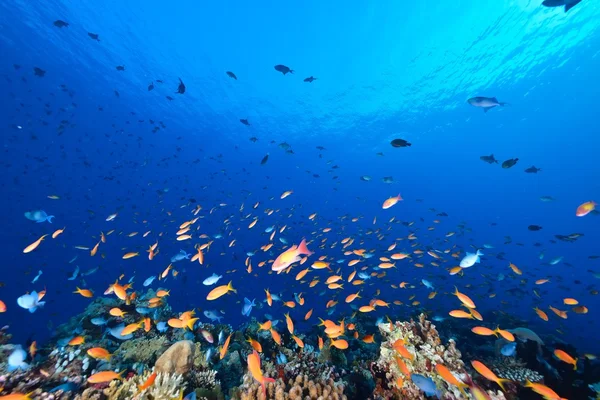 Escuela de goldie de mar — Foto de Stock