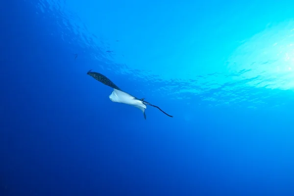 Ein Rochen schwimmt durch ein maledivisches Meer. — Stockfoto
