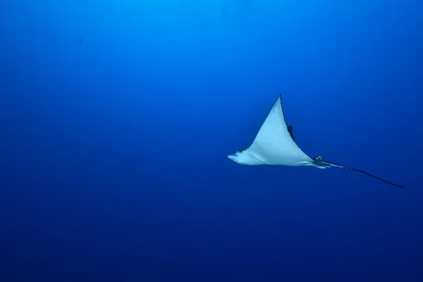 Een lichtpunt is een Maldivische zee zwemmen. — Stockfoto