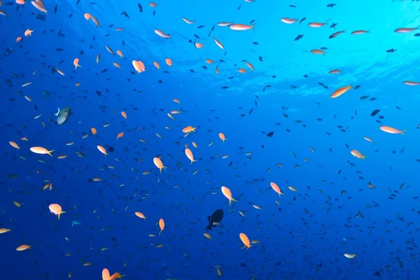 海の学校のゴールディ — ストック写真