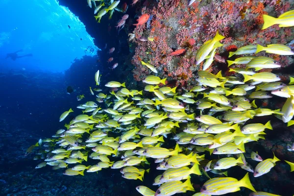 Blue banded snapper — Stock Photo, Image