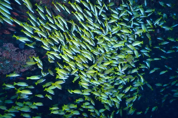 School of Blue banded snapper