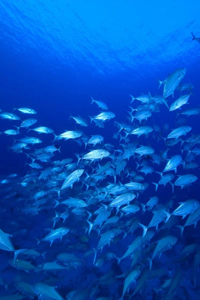 School van grootoogtonijn trevally — Stockfoto