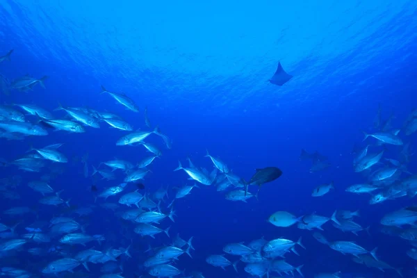 Skolan av storögd trevally — Stockfoto