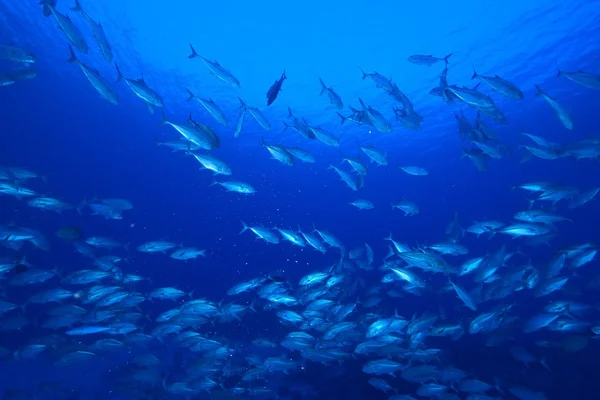 Σχολείο του μεγαλόφθαλμου trevally — Φωτογραφία Αρχείου