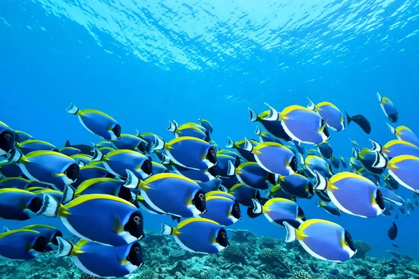 Σχολείο της Αχνό γαλάζιο surgeonfish — Φωτογραφία Αρχείου